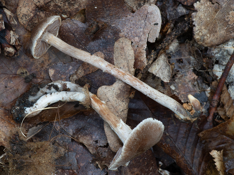 Cortinarius geraniolens Cortinarius geraniolens